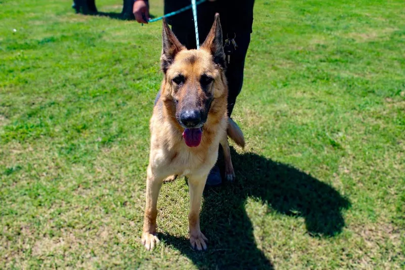 An adult large-sized male German Shepherd Dog dog named Chester for adoption in McFarland, CA