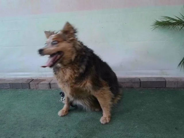 An adult medium-sized female Australian Shepherd dog named Athena for adoption in Baldwin Park, CA