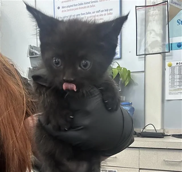 A baby medium-sized female Domestic Short Hair cat named Bean for adoption in Dallas, TX