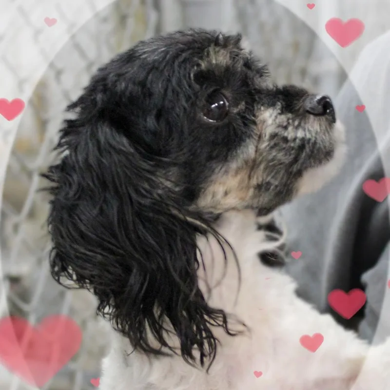 A young small-sized female Black Maltipoo dog named MayMay for adoption in Amelia, OH
