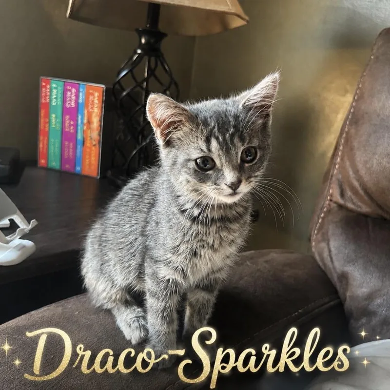 A baby medium-sized female Tabby (Gray / Blue / Silver) Tabby cat named DracoSparkles for adoption in Wyandotte, MI