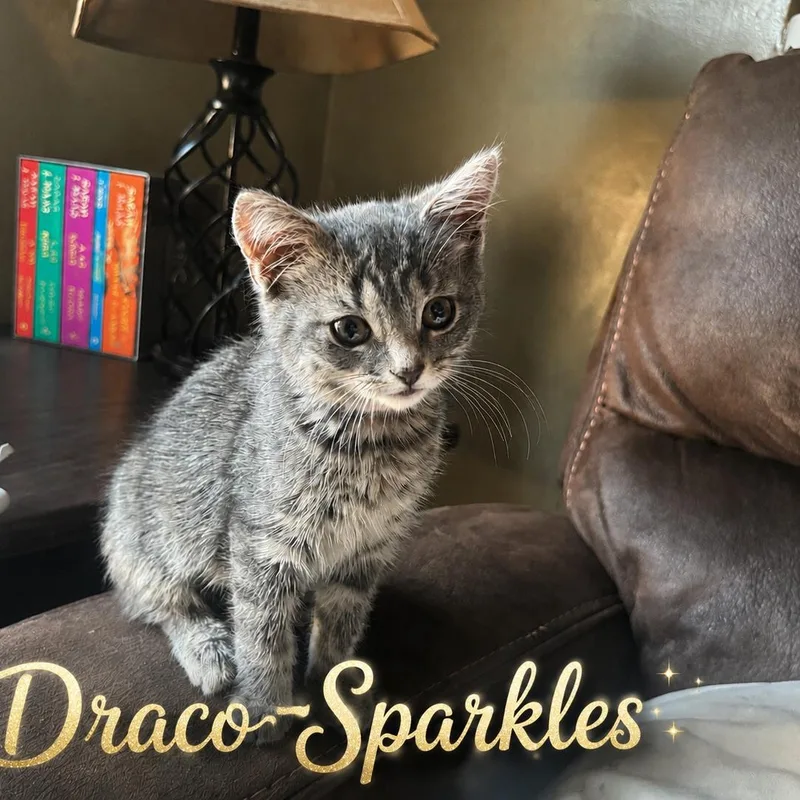 DracoSparkles thumbnail 3