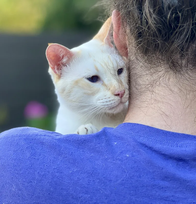 A young medium-sized male Siamese cat named Luke for adoption in valparaiso, IN