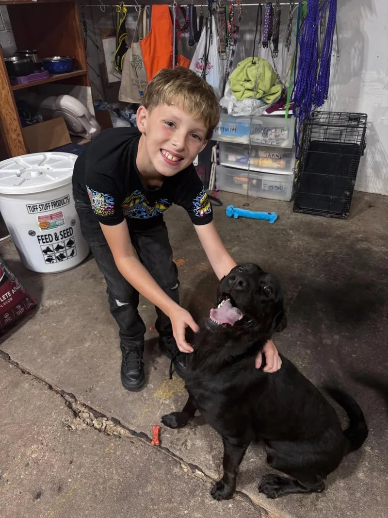 An adult medium-sized female Labrador Retriever dog named Polly for adoption in Rootstown, OH