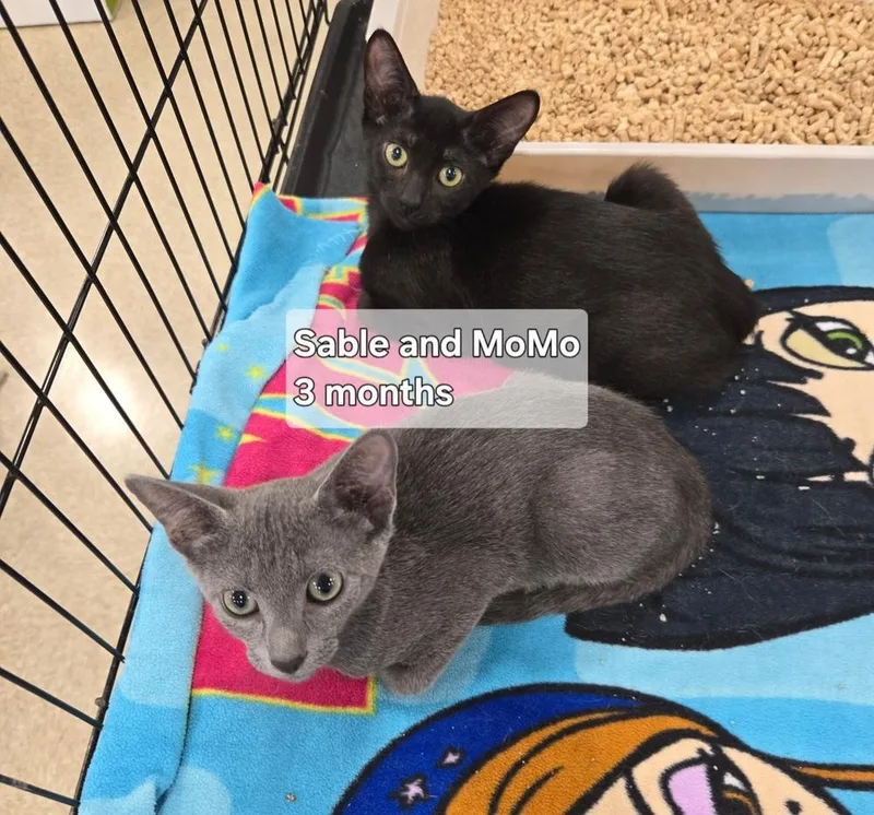 A baby small-sized male Gray / Blue / Silver Russian Blue cat named Momo and Sable for adoption in Orlando, FL