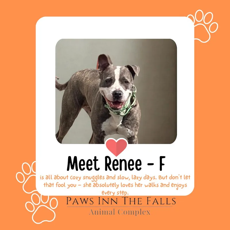 A young medium-sized female Pit Bull Terrier dog named Renee for adoption in Wheatfield, NY