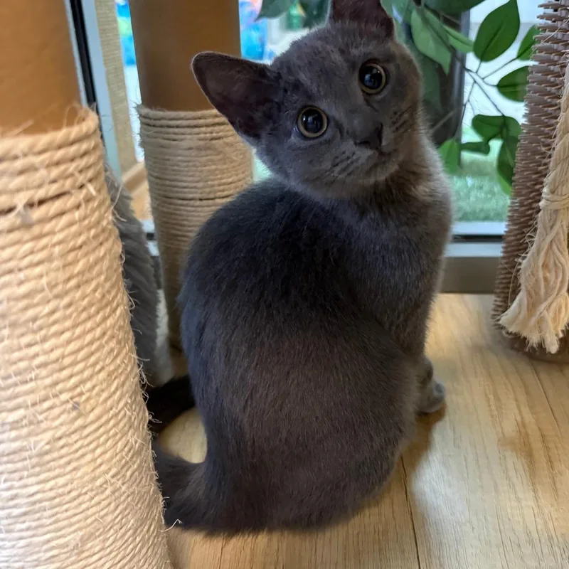 A baby small-sized female Gray / Blue / Silver Domestic Short Hair cat named Tommi for adoption in Wantagh, NY