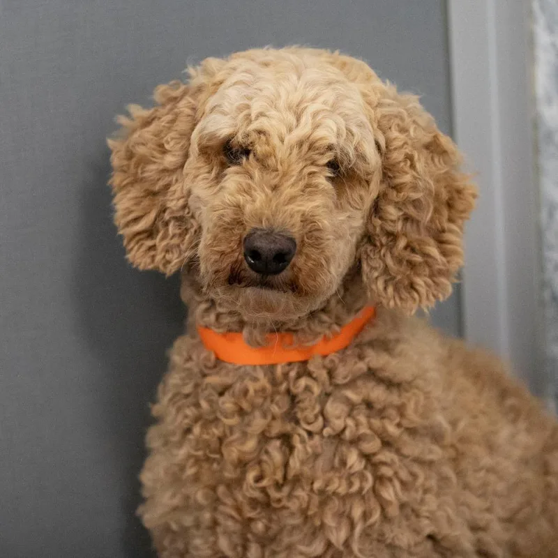 A senior medium-sized female Golden Poodle dog named Hannah for adoption in Peyton, CO