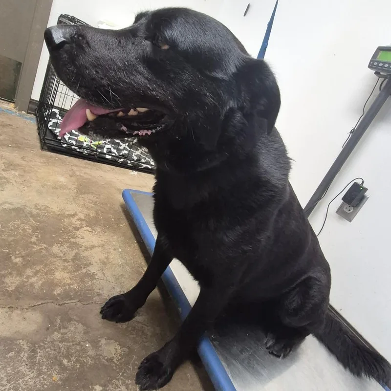 An adult large-sized male Black Labrador Retriever dog named B Dog for adoption in Cleveland, MS