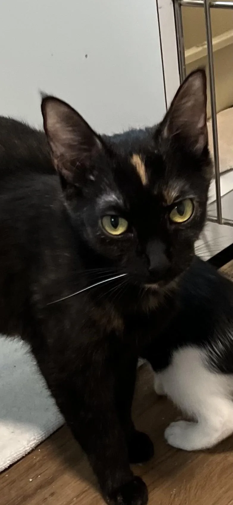 An adult medium-sized female Tortoiseshell Domestic Short Hair cat named Betty for adoption in Holland, MI