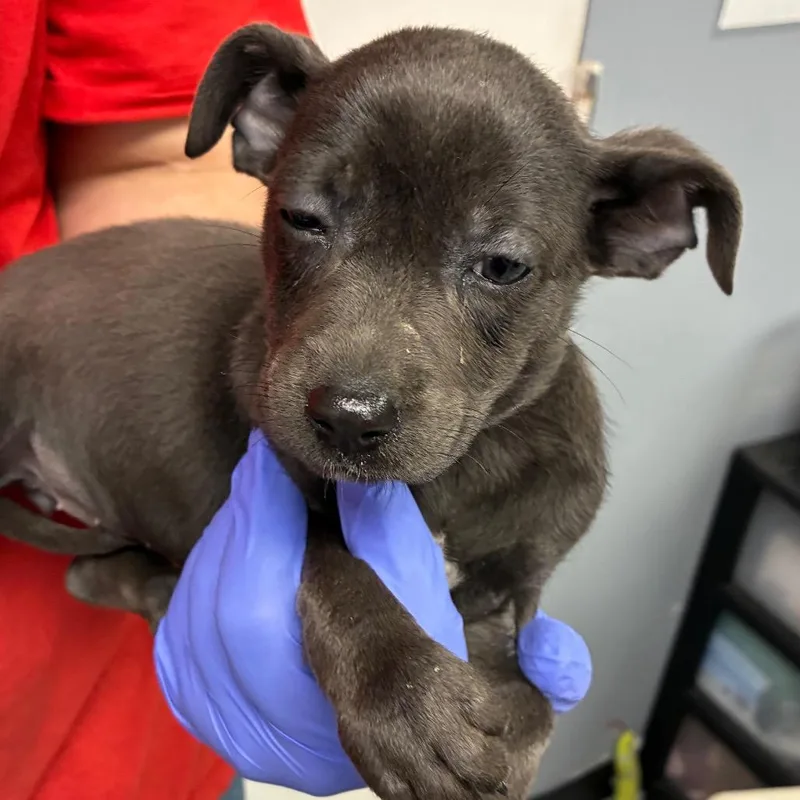 A baby small-sized female Gray / Blue / Silver Terrier dog named Charlee for adoption in Birmingham, AL