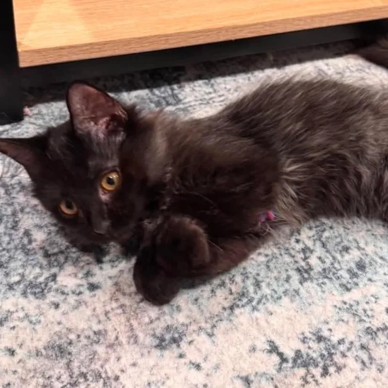 A baby small-sized female Domestic Long Hair cat named Peep for adoption in Forest Park, IL