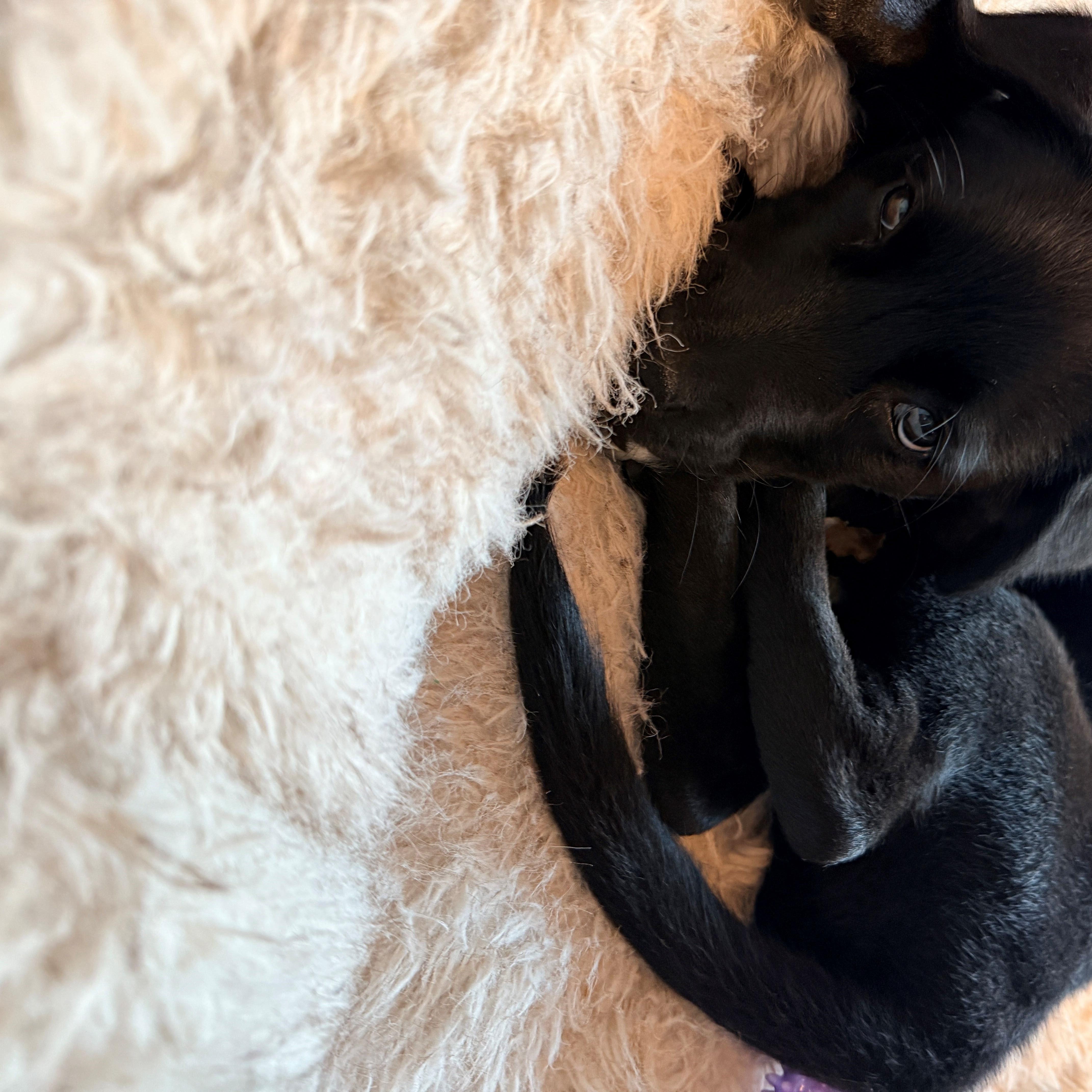 A baby medium-sized male Black Labrador Retriever dog named Otter for adoption in San Francisco, CA