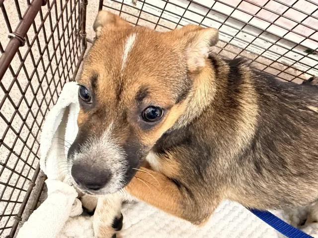 A baby small-sized male Pit Bull Terrier dog named Mathias for adoption in San Bernardino, CA