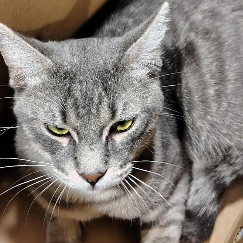 A young medium-sized male Gray / Blue / Silver Domestic Short Hair cat named Ducky for adoption in Tampa, FL