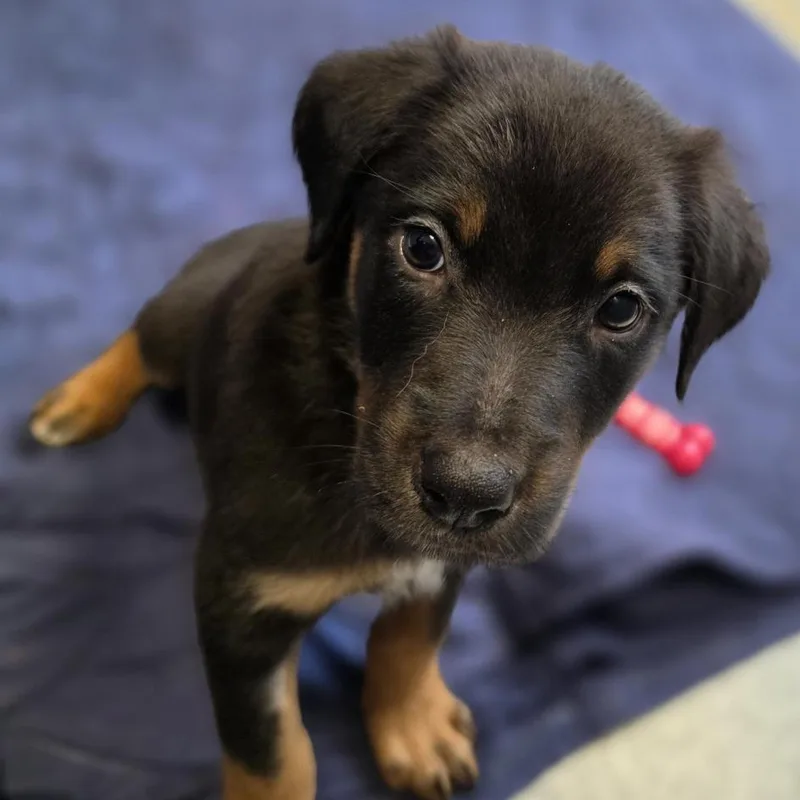 A baby large-sized male Black Mixed Breed dog named Cookie Dough for adoption in Cooperstown, NY