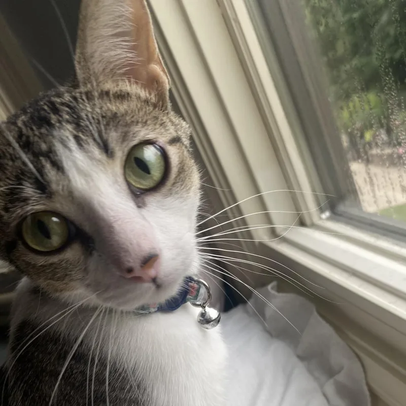 A young medium-sized female White Domestic Short Hair cat named Fish for adoption in South Elgin, IL