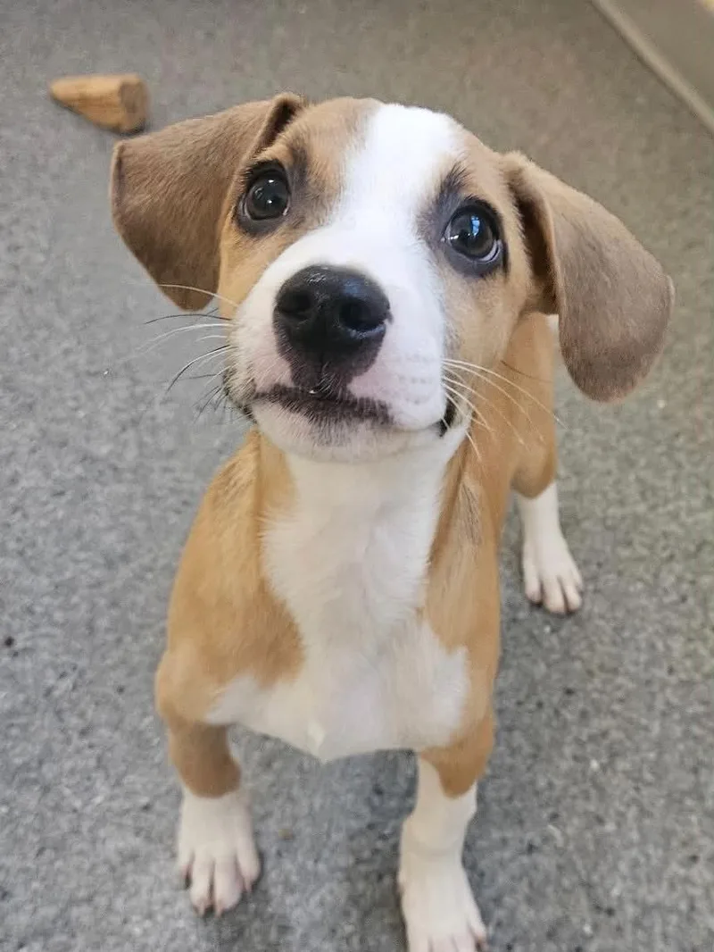A young medium-sized male Hound dog named Charger for adoption in Covington, VA
