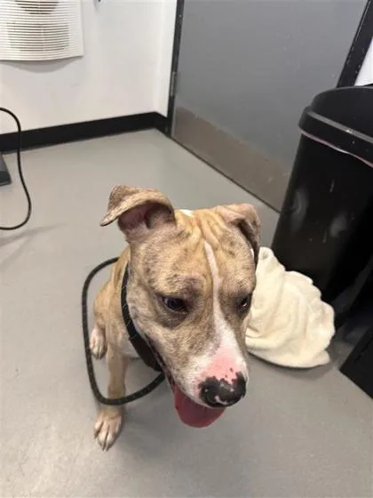 An adult medium-sized male Mixed Breed dog named Snapdragon for adoption in West Chester, PA