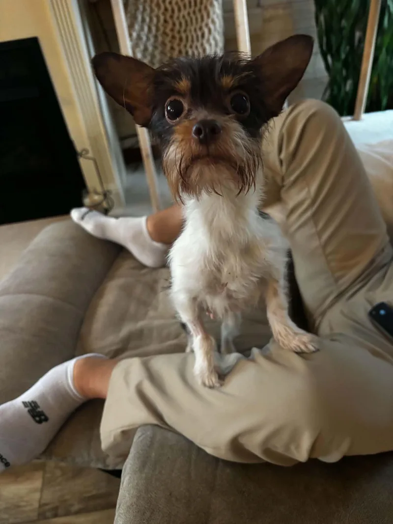 An adult small-sized female Brown / Chocolate Yorkshire Terrier dog named Bella for adoption in Brockport, NY