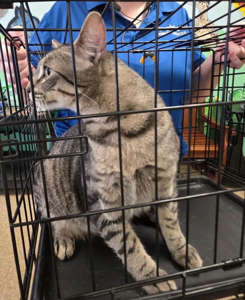 A young large-sized male Domestic Short Hair cat named Jasper for adoption in Nacogdoches, TX