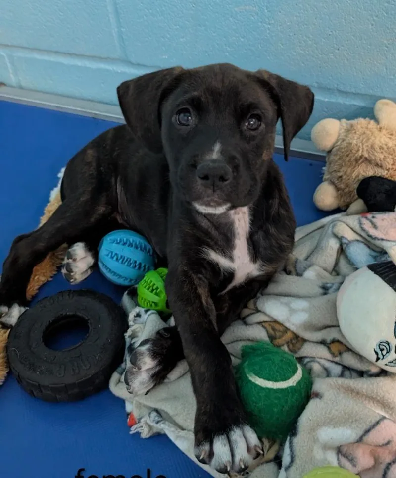 A baby medium-sized female Boxer dog named Megan for adoption in Seven Points, TX