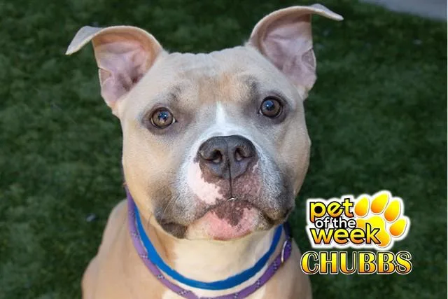 A young medium-sized male Yellow / Tan / Blond / Fawn Staffordshire Bull Terrier dog named Urgent Save Me Please for adoption in San Marcos, CA