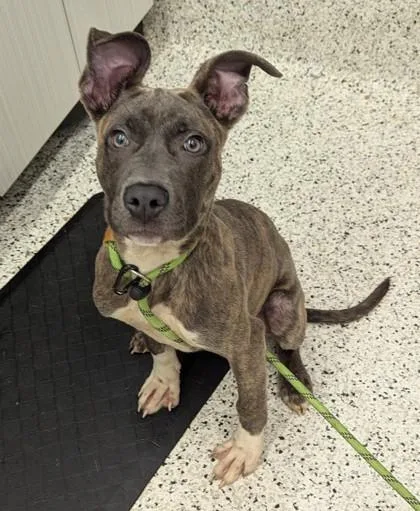 A young small-sized female Pit Bull Terrier dog named Missy for adoption in Atlanta, GA