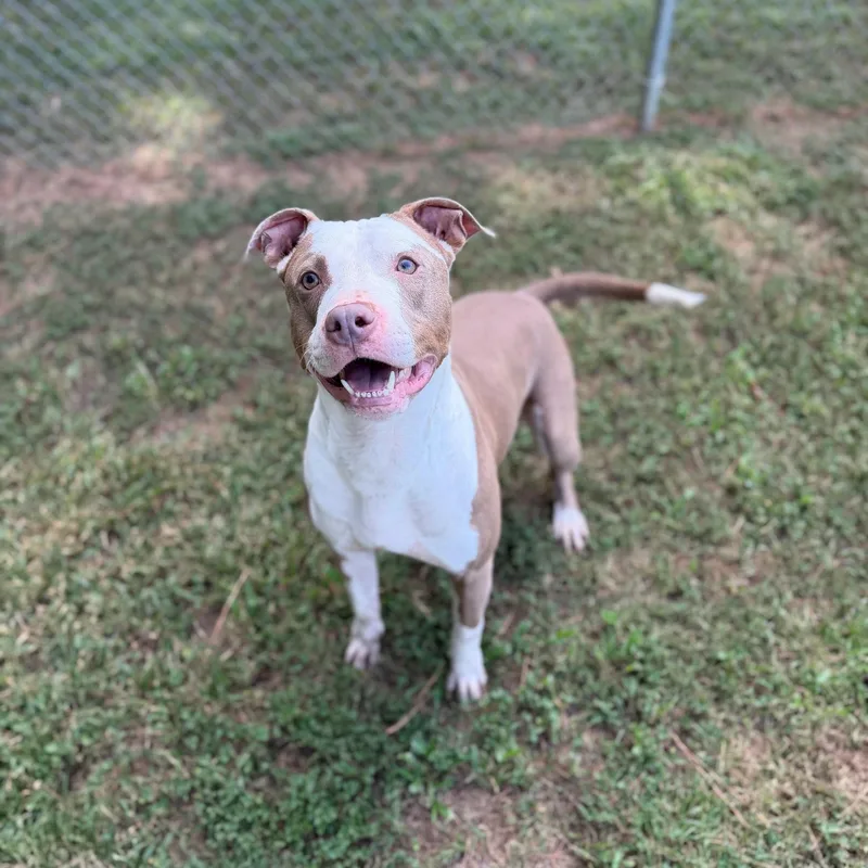 An adult medium-sized male Apricot / Beige Mixed Breed dog named Brutus for adoption in Summerdale, AL
