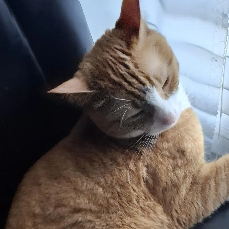 Simon