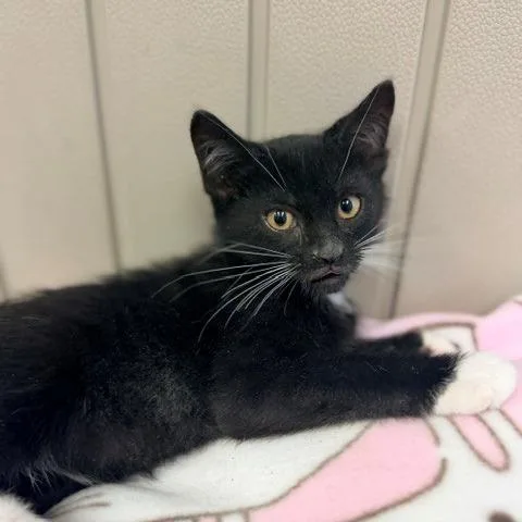 A baby small-sized male Black Domestic Short Hair cat named Zim for adoption in Hawthorne, CA