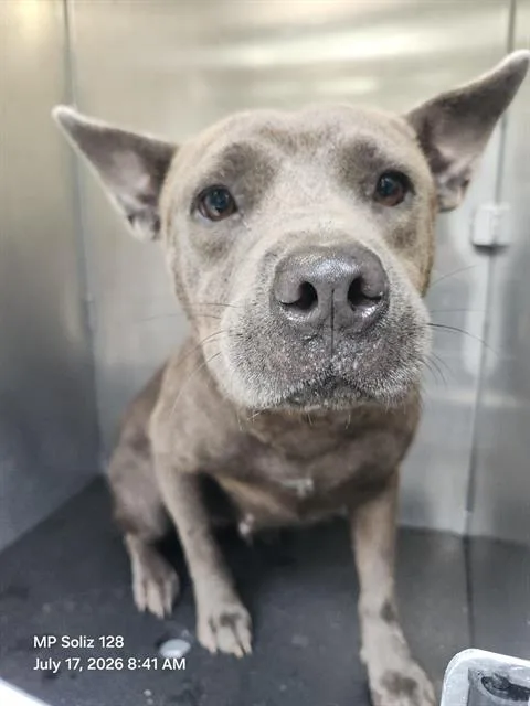 A young medium-sized female American Staffordshire Terrier dog named Helen Of Chewtoy for adoption in San Antonio, TX