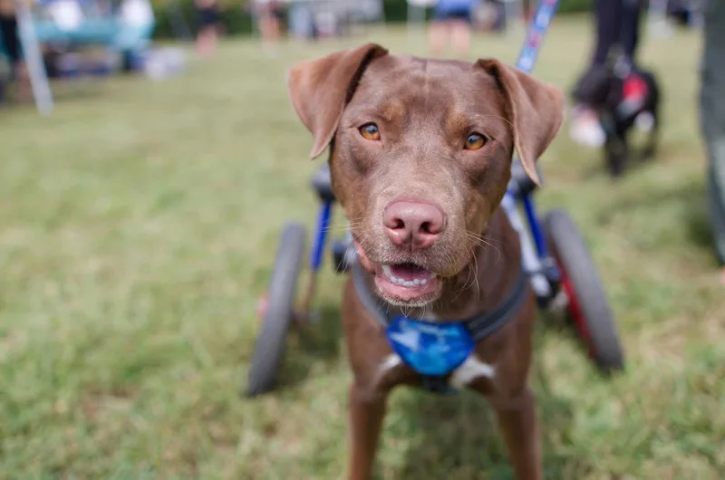 An adult medium-sized male Labrador Retriever dog named "fig" Figaro Nespresso Philippe for adoption in Holly Springs, NC