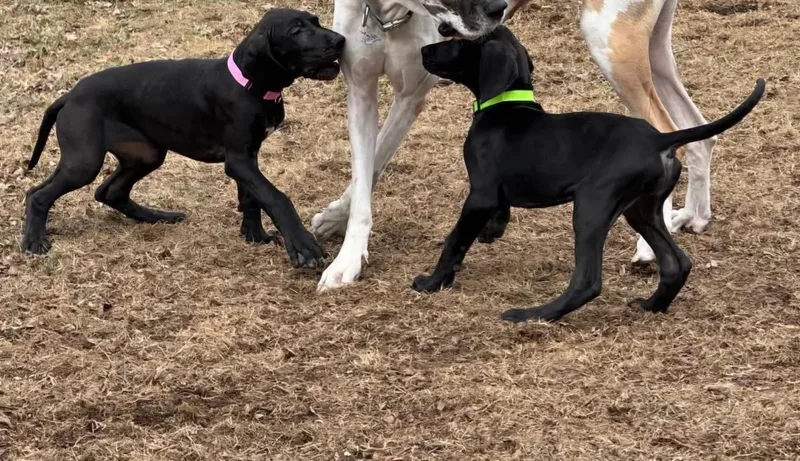 Great Dane Puppy thumbnail 2