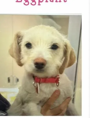 A baby small-sized female Terrier dog named Radish for adoption in Copiague, NY