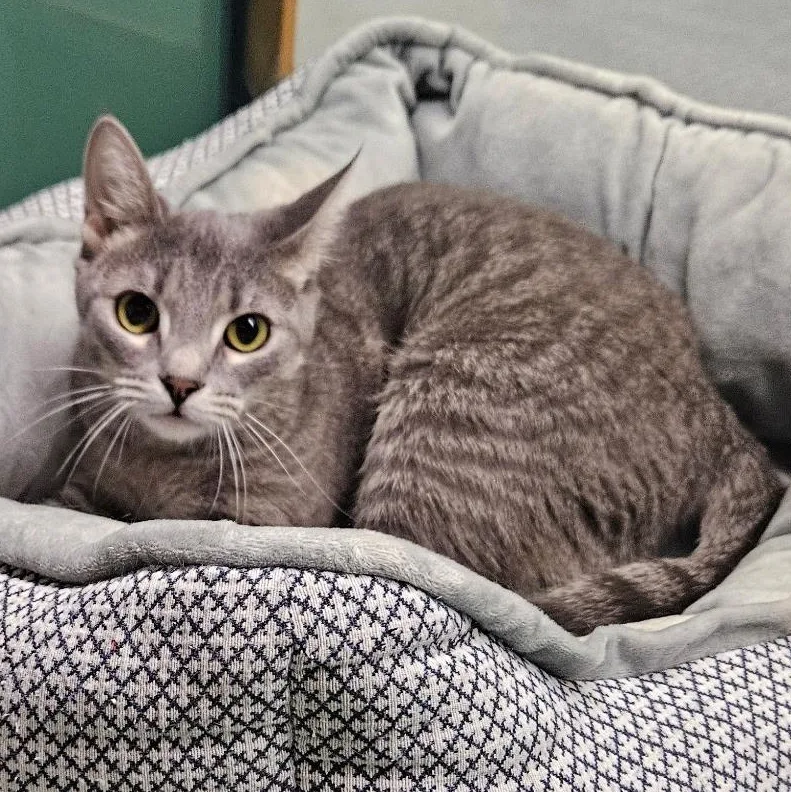 A young medium-sized male Domestic Short Hair cat named Bandit for adoption in Suffolk, VA