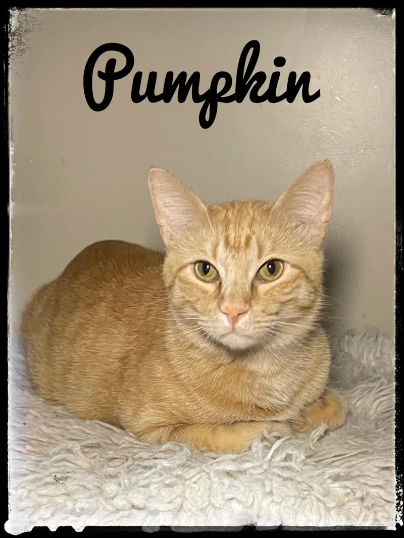 A young large-sized male Domestic Short Hair cat named Pumpkin for adoption in El Cajon, CA