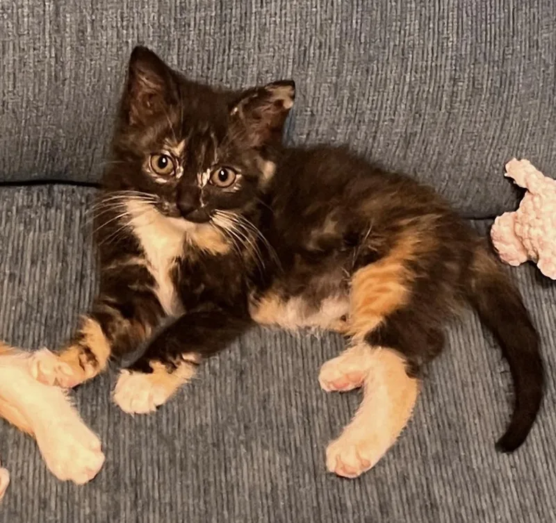 A baby medium-sized female Domestic Short Hair cat named Skittles for adoption in Pawleys Island, SC