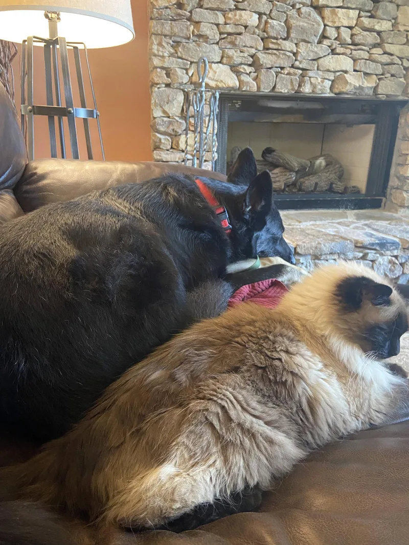An adult large-sized male German Shepherd Dog dog named Flint Fynn for adoption in Alpharetta, GA