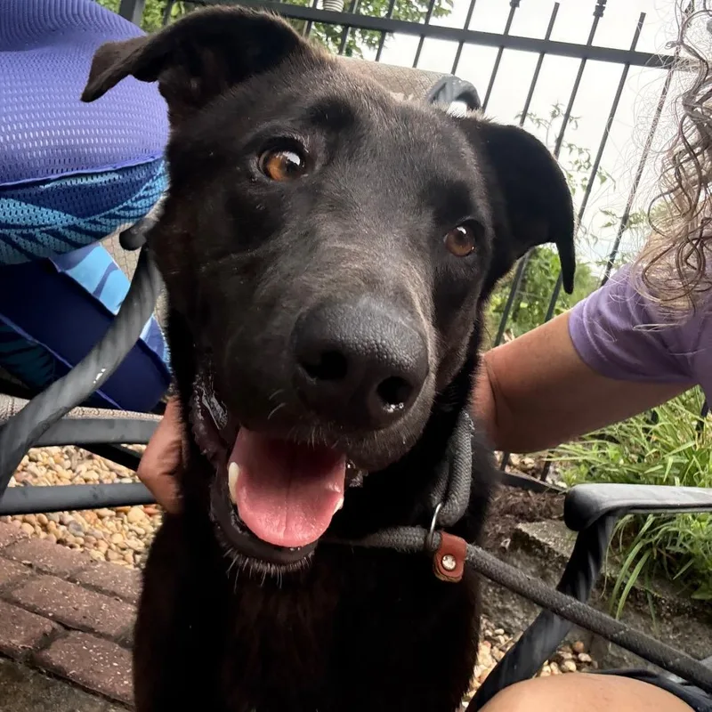 An adult medium-sized male Brown / Chocolate Black Labrador Retriever dog named Phantom K for adoption in Union, MO