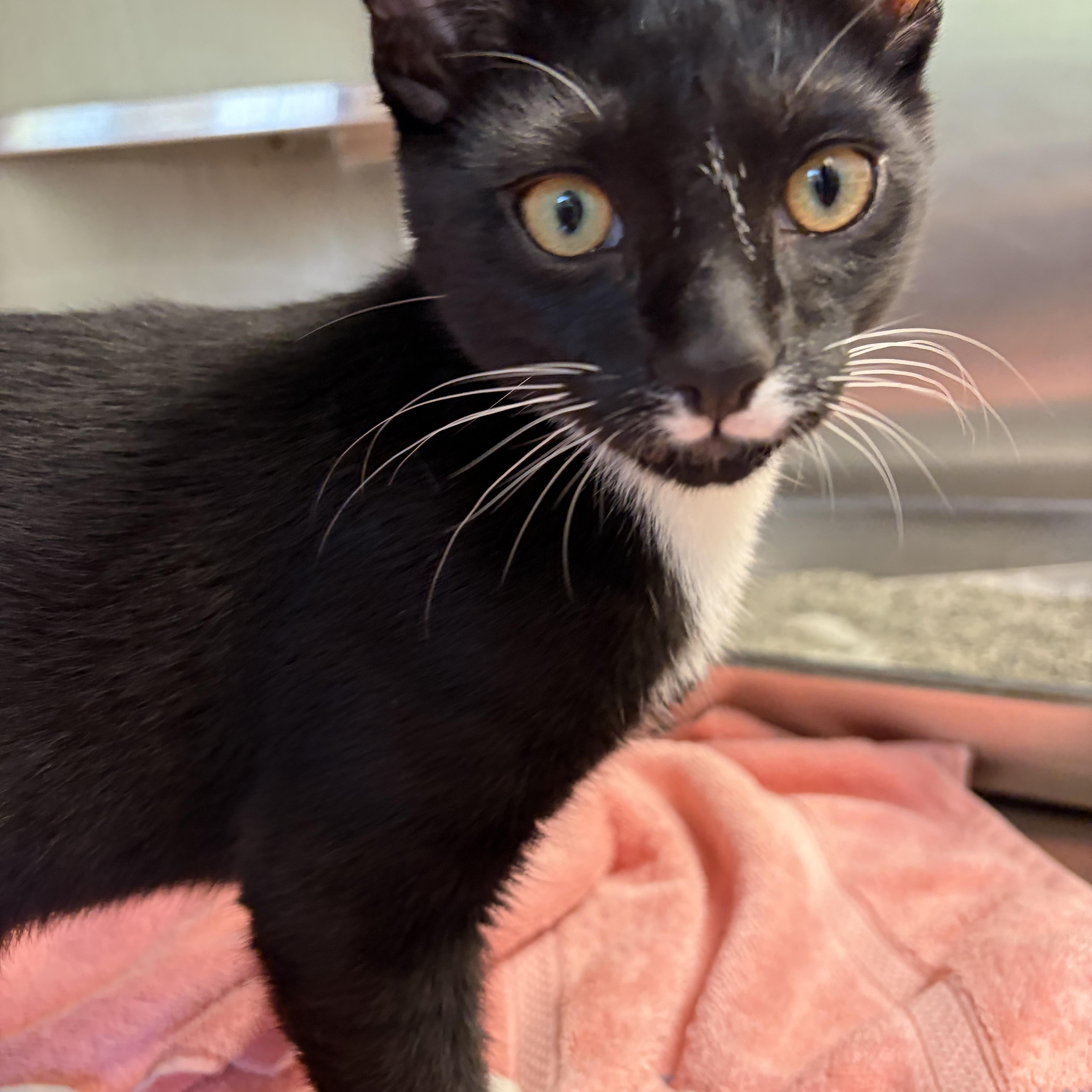 A baby medium-sized male Black & White / Tuxedo American Shorthair cat named Niko for adoption in Scituate, MA