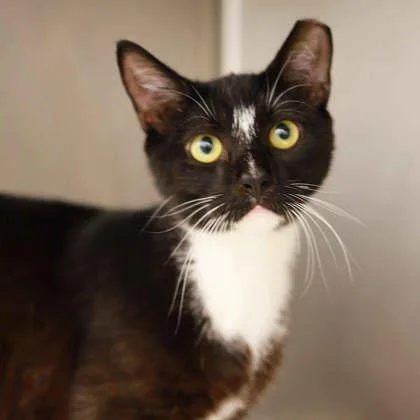 An adult small-sized male Black Domestic Short Hair cat named Gnizmito for adoption in Atlanta, GA