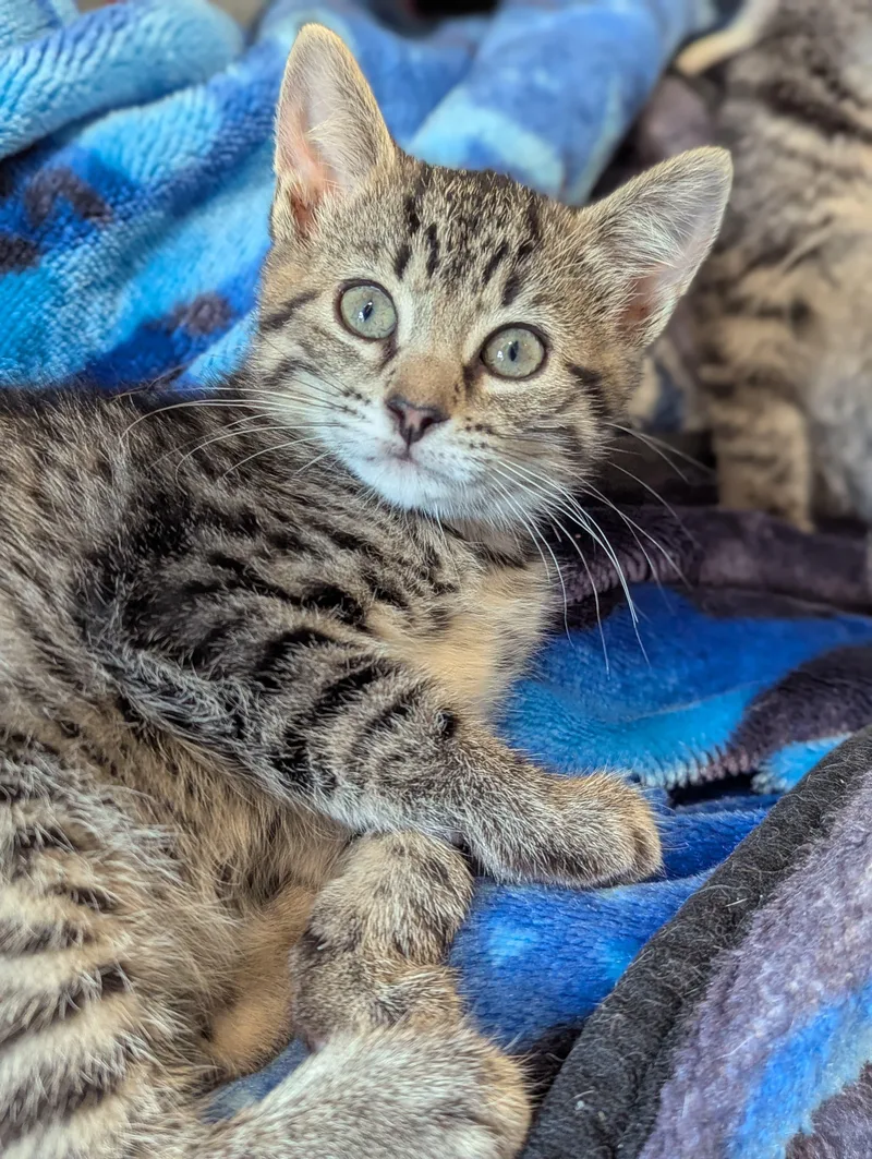 A baby medium-sized female Tabby (Buff / Tan / Fawn) Domestic Short Hair cat named Jess for adoption in Morristown, NJ