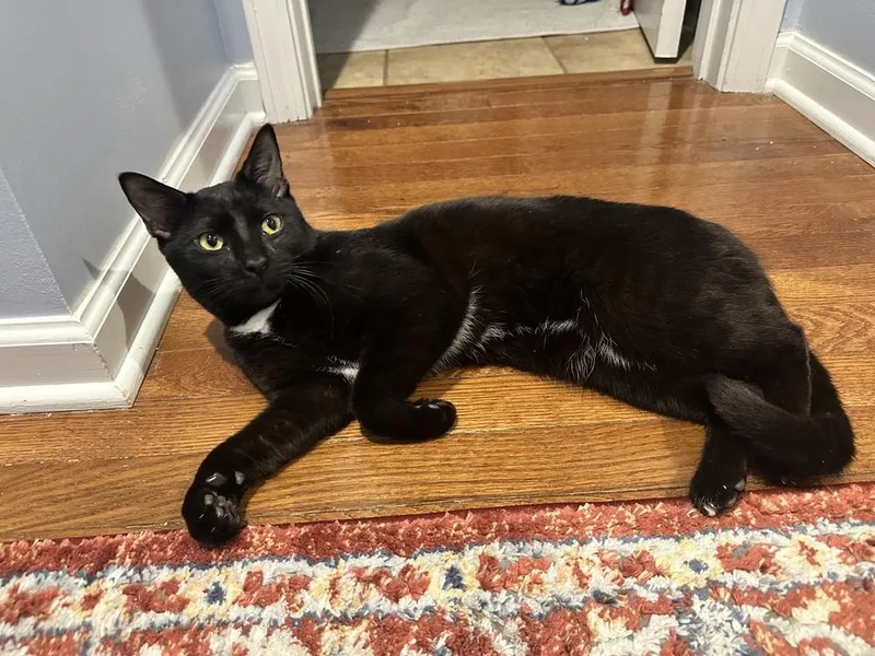 A young medium-sized male Black & White / Tuxedo Domestic Short Hair cat named Roger for adoption in Youngsville, NC
