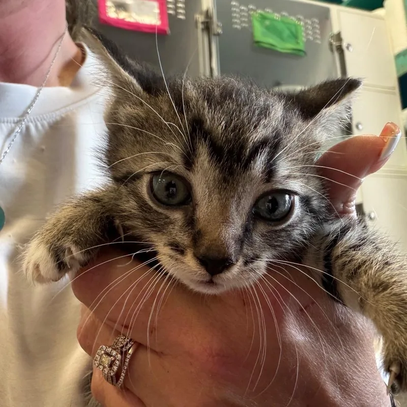 A baby small-sized female Gray / Blue / Silver Domestic Short Hair cat named Cupcake for adoption in Lake Jackson, TX