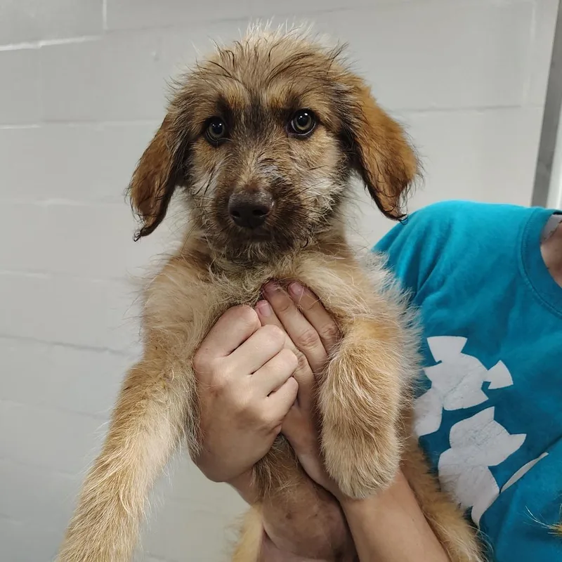 A baby small-sized female Yellow / Tan / Blond / Fawn Mixed Breed dog named Cypress for adoption in Gainesville, FL