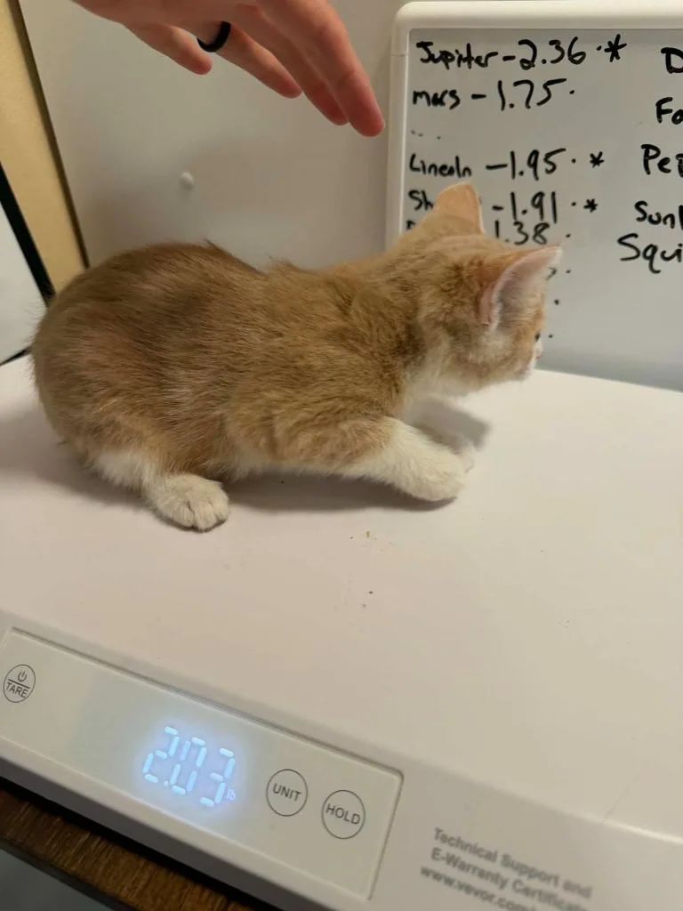 A baby small-sized male Domestic Short Hair cat named Todd for adoption in La Verkin, UT