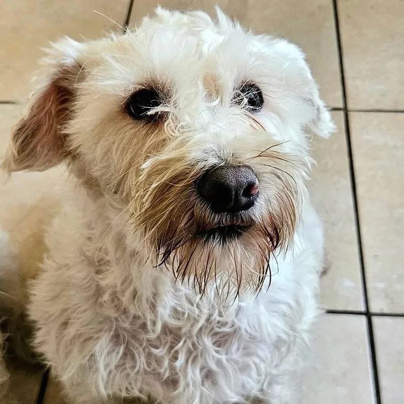 An adult small-sized female White / Cream Schnauzer dog named Joie for adoption in Shawnee, KS