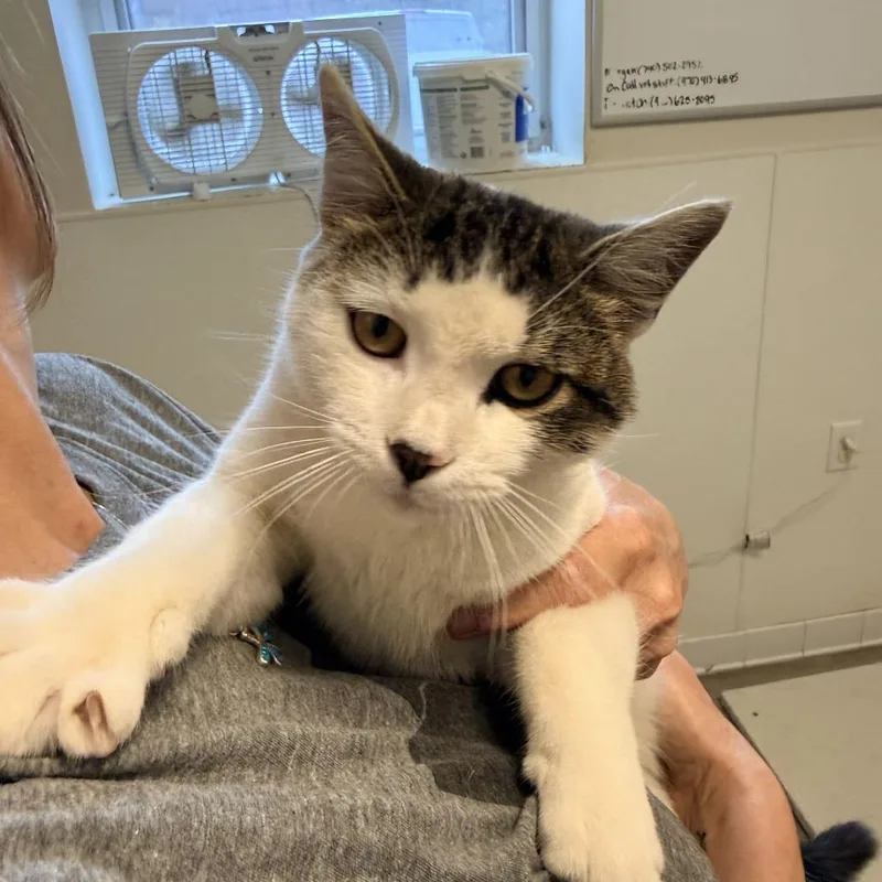 A young medium-sized male White Domestic Short Hair cat named Beast for adoption in Rifle, CO