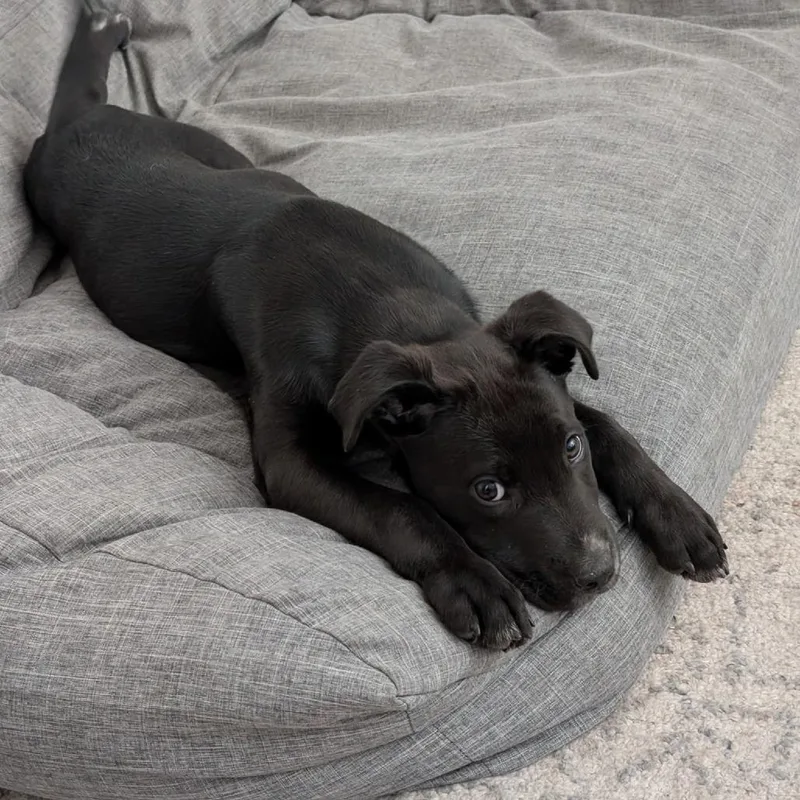 A baby medium-sized male Black Mixed Breed dog named Midnight for adoption in Park City, UT